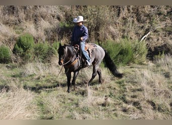 American Quarter Horse, Gelding, 9 years, 15 hh, Roan-Blue