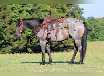 American Quarter Horse, Gelding, 9 years, 15 hh, Roan-Blue