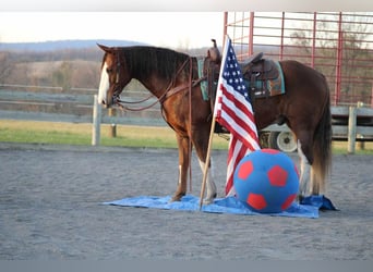 American Quarter Horse, Gelding, 9 years, 15 hh, Sorrel