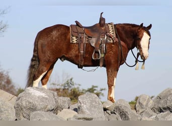 American Quarter Horse, Gelding, 9 years, 15 hh, Sorrel