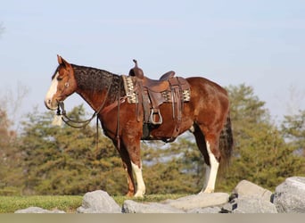 American Quarter Horse, Gelding, 9 years, 15 hh, Sorrel
