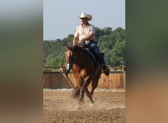 American Quarter Horse, Gelding, 9 years, 15 hh, Sorrel
