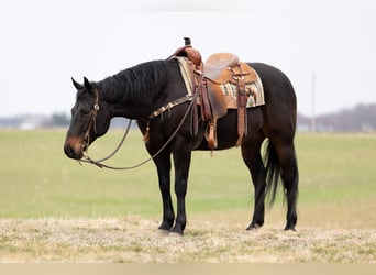 American Quarter Horse, Gelding, 9 years, 15,1 hh, Bay
