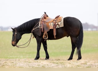 American Quarter Horse, Gelding, 9 years, 15,1 hh, Bay