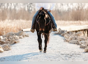American Quarter Horse, Gelding, 9 years, 15,1 hh, Bay