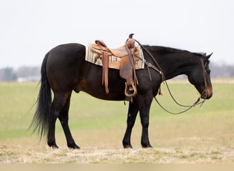 American Quarter Horse, Gelding, 9 years, 15,1 hh, Bay