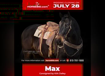 American Quarter Horse, Gelding, 9 years, 15,1 hh, Bay