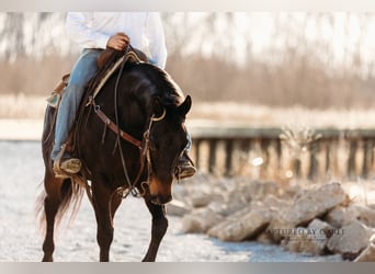 American Quarter Horse, Gelding, 9 years, 15,1 hh, Bay