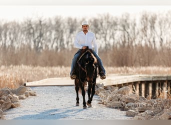 American Quarter Horse, Gelding, 9 years, 15,1 hh, Bay