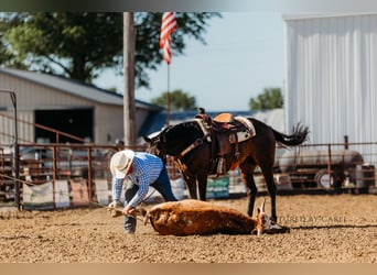 American Quarter Horse, Gelding, 9 years, 15,1 hh, Brown