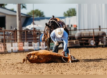 American Quarter Horse, Gelding, 9 years, 15,1 hh, Brown