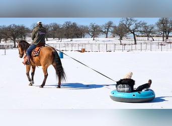American Quarter Horse, Gelding, 9 years, 15,1 hh, Buckskin
