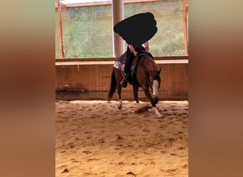 American Quarter Horse, Gelding, 9 years, 15,1 hh, Chestnut-Red