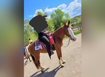 American Quarter Horse, Gelding, 9 years, 15,1 hh, Chestnut-Red