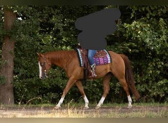American Quarter Horse, Gelding, 9 years, 15,1 hh, Chestnut-Red