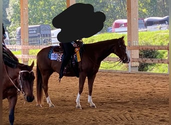 American Quarter Horse, Gelding, 9 years, 15,1 hh, Chestnut-Red