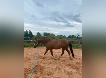 American Quarter Horse, Gelding, 9 years, 15,1 hh, Chestnut-Red