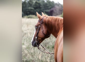 American Quarter Horse, Gelding, 9 years, 15,1 hh, Chestnut-Red