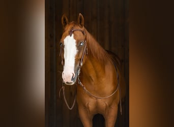 American Quarter Horse, Gelding, 9 years, 15,1 hh, Chestnut-Red