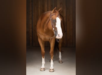 American Quarter Horse, Gelding, 9 years, 15,1 hh, Chestnut-Red