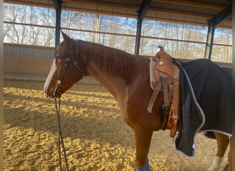 American Quarter Horse, Gelding, 9 years, 15,1 hh, Chestnut-Red