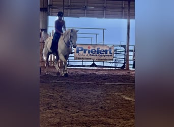 American Quarter Horse, Gelding, 9 years, 15,1 hh, Cremello