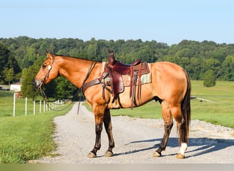 American Quarter Horse, Gelding, 9 years, 15,1 hh, Dun