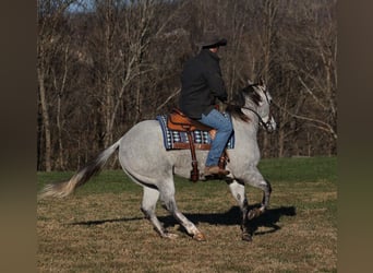American Quarter Horse, Gelding, 9 years, 15,1 hh, Gray-Dapple