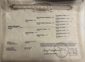 American Quarter Horse, Gelding, 9 years, 15,1 hh, Gray-Dapple