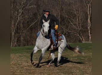 American Quarter Horse, Gelding, 9 years, 15,1 hh, Gray-Dapple