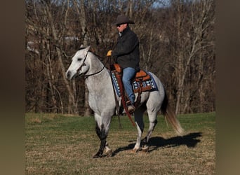 American Quarter Horse, Gelding, 9 years, 15,1 hh, Gray-Dapple