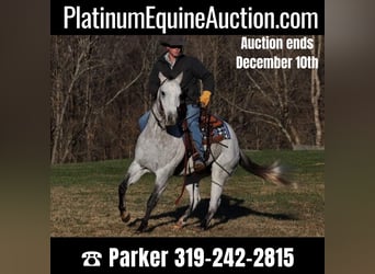 American Quarter Horse, Gelding, 9 years, 15,1 hh, Gray-Dapple