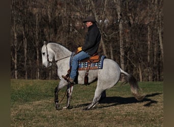 American Quarter Horse, Gelding, 9 years, 15,1 hh, Gray-Dapple