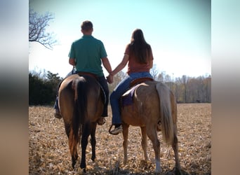American Quarter Horse, Gelding, 9 years, 15,1 hh, Palomino
