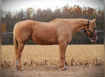 American Quarter Horse, Gelding, 9 years, 15,1 hh, Palomino