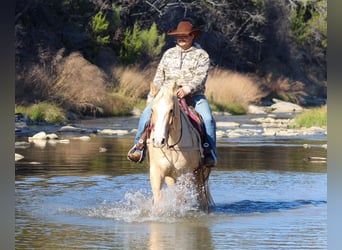 American Quarter Horse, Gelding, 9 years, 15,1 hh, Palomino