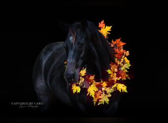 American Quarter Horse, Gelding, 9 years, 15,1 hh, Roan-Blue