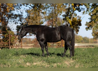 American Quarter Horse, Gelding, 9 years, 15,1 hh, Roan-Blue