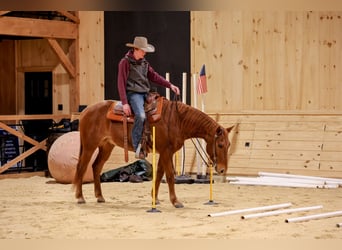 American Quarter Horse, Gelding, 9 years, 15,1 hh, Roan-Red