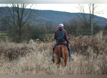 American Quarter Horse, Gelding, 9 years, 15,1 hh, Roan-Red