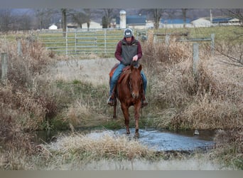 American Quarter Horse, Gelding, 9 years, 15,1 hh, Roan-Red