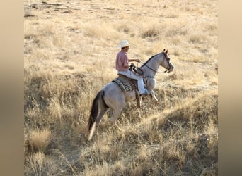 American Quarter Horse, Gelding, 9 years, 15,1 hh, Roan-Red