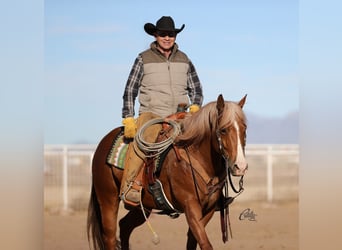 American Quarter Horse, Gelding, 9 years, 15,1 hh, Sorrel