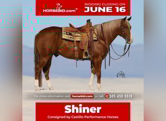 American Quarter Horse, Gelding, 9 years, 15,1 hh, Sorrel
