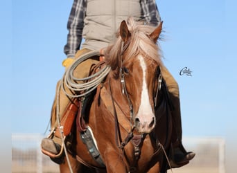 American Quarter Horse, Gelding, 9 years, 15,1 hh, Sorrel