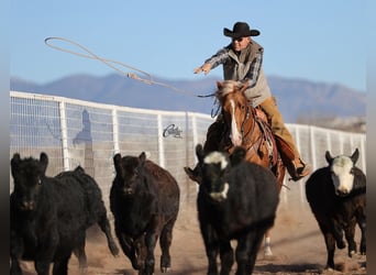 American Quarter Horse, Gelding, 9 years, 15,1 hh, Sorrel