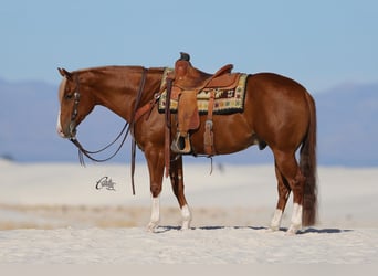 American Quarter Horse, Gelding, 9 years, 15,1 hh, Sorrel
