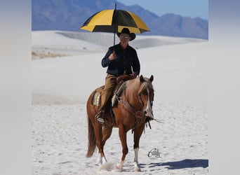 American Quarter Horse, Gelding, 9 years, 15,1 hh, Sorrel