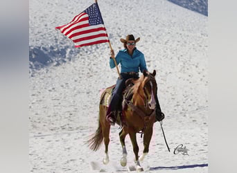American Quarter Horse, Gelding, 9 years, 15,1 hh, Sorrel