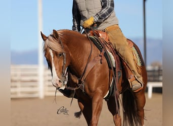 American Quarter Horse, Gelding, 9 years, 15,1 hh, Sorrel